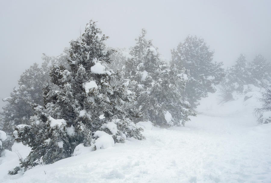 Forest landscape fir tree covered in snow in winter. Photograph by Michalakis Ppalis
