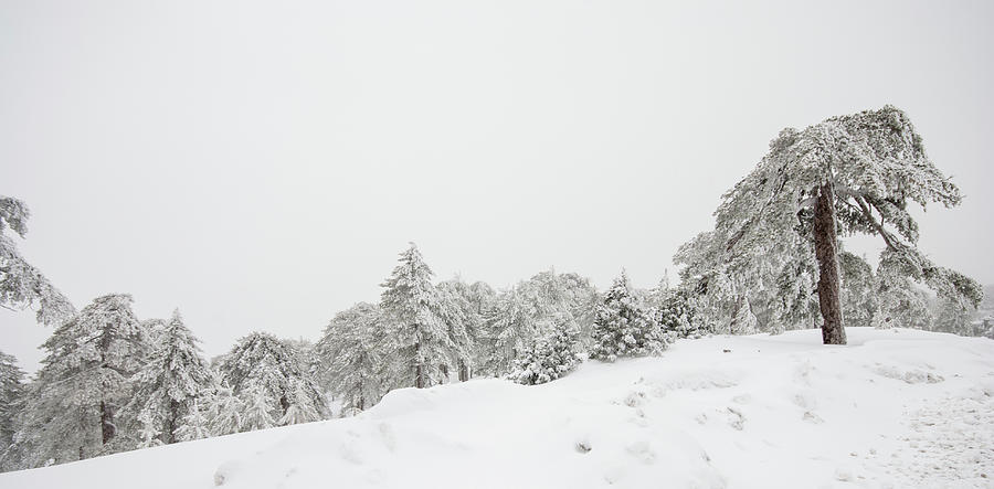 Forest landscape in snowy mountains. Snowstorm and frozen snow covered fir trees in winter season. Photograph by Michalakis Ppalis