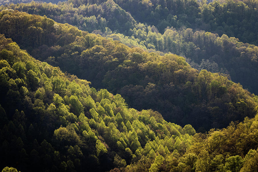 Forest Layers Photograph by Cris Ritchie