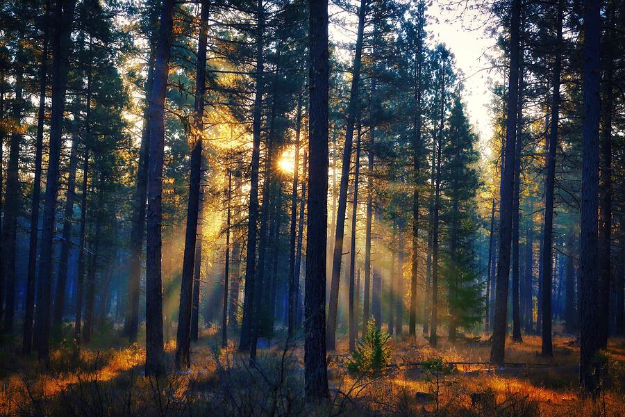 Forest Lights Photograph by Lynn Hopwood