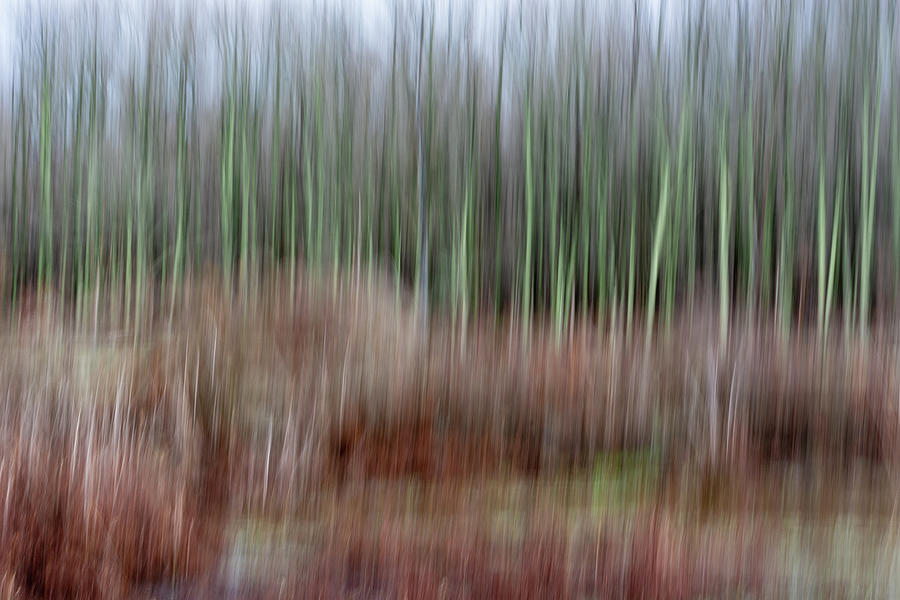 Forest Lines Photograph by Liz Albro