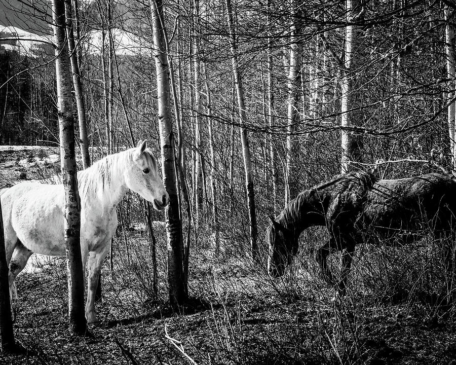 Forest Meeting Photograph by Listen To Your Horse