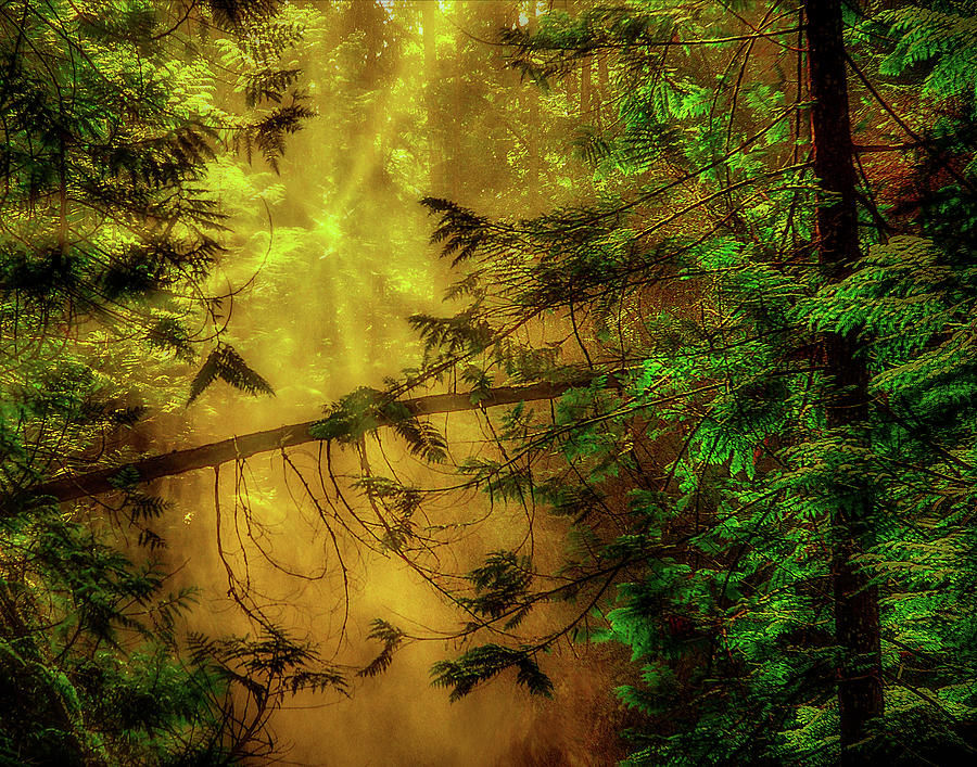 Forest Mist Photograph by Dan Eskelson