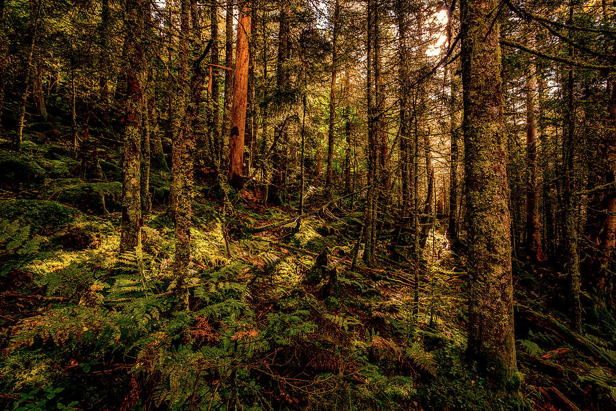 Forest Mood Photograph by Jeff Sinon