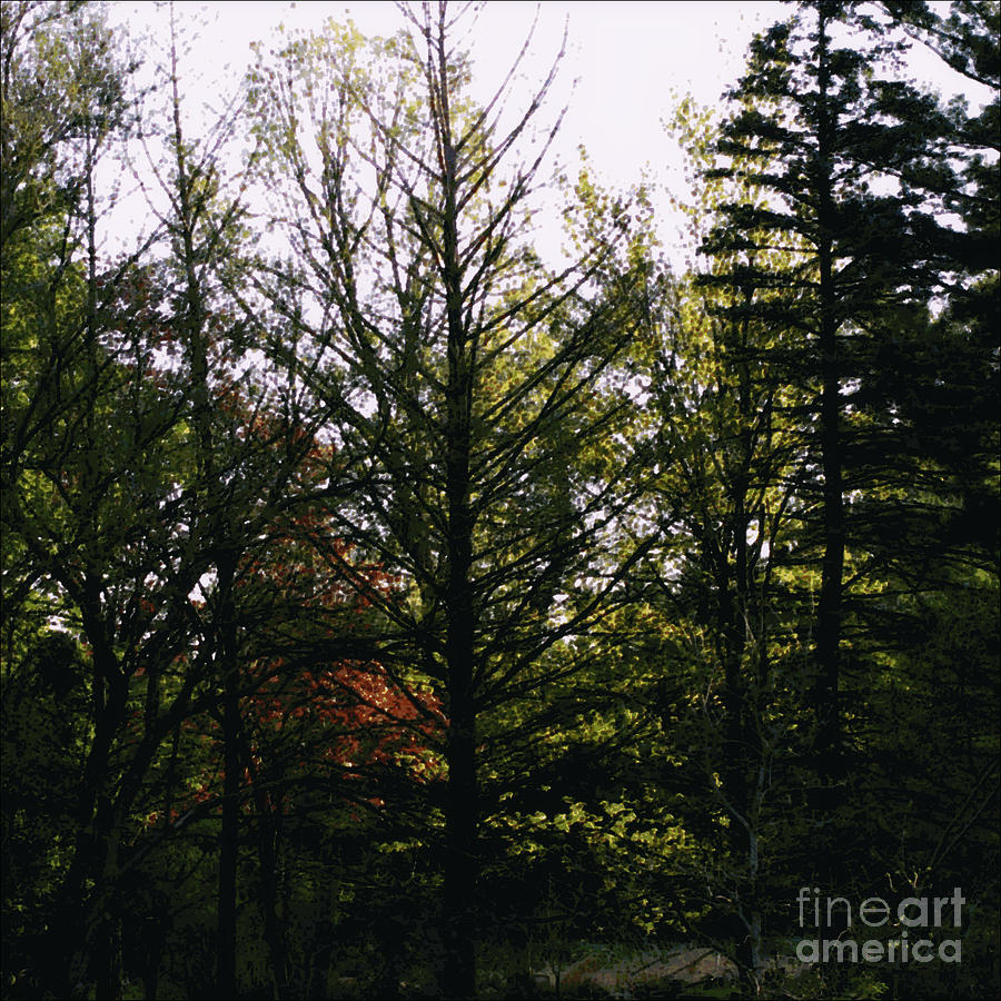 Forest Morning Light Impressionism Photograph