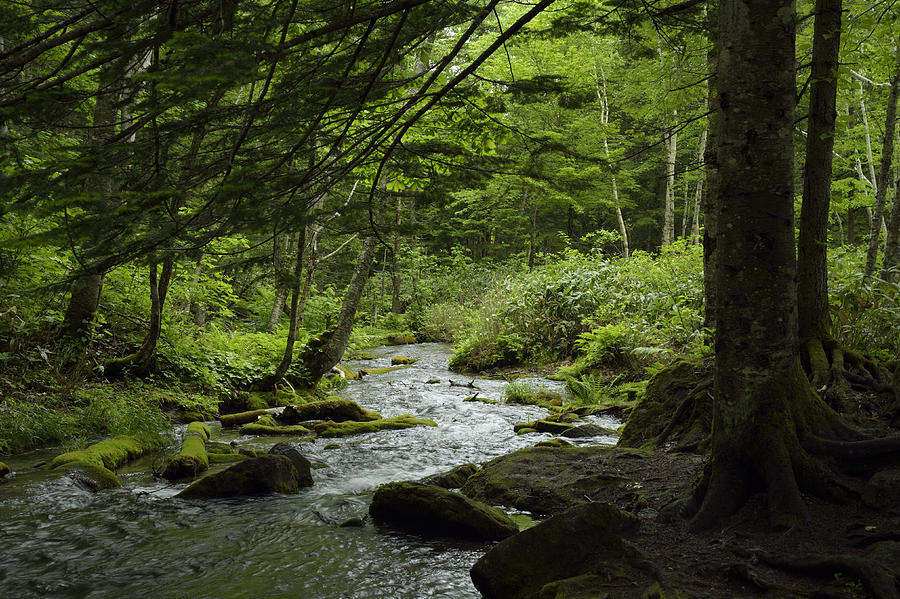 Forest mountain stream Photograph by Photo taken by Bong Grit