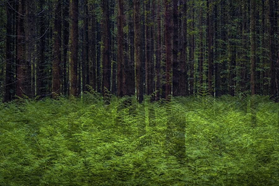 Forest Multiplication Photograph by Alexander Kunz