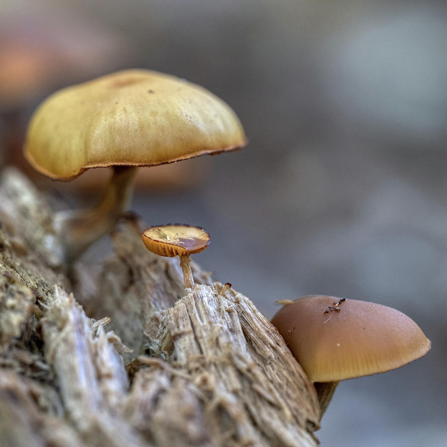 Forest Mushroom Photograph by Paul Freidlund