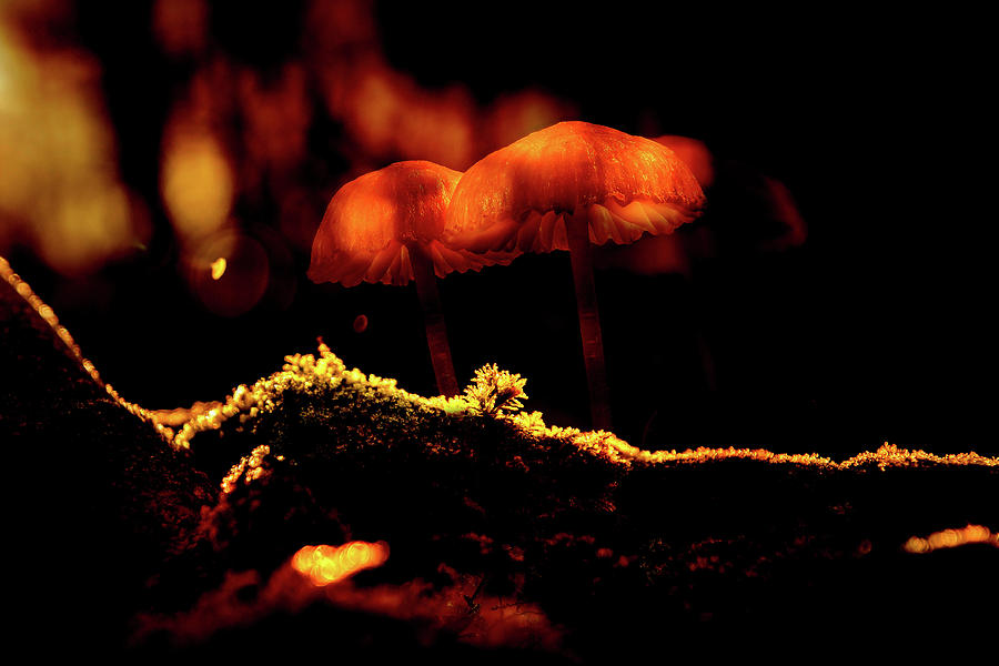Forest Mushrooms Photograph by James DeFazio