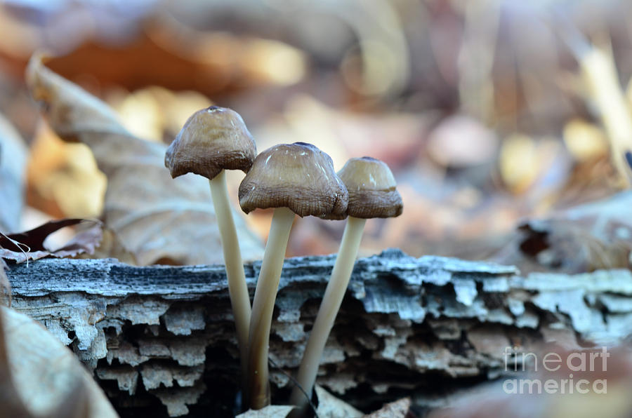 Forest Mushrooms by Katie Joya Forest Mushrooms by Katie Joya