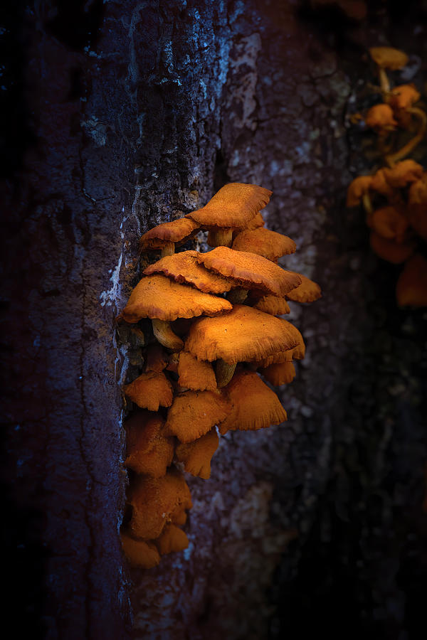 Forest Mushrooms Photograph by Mark Andrew Thomas