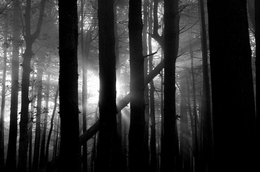 Mystery of The Forest Photograph by Dianne Cowen Cape Cod and Ocean ...