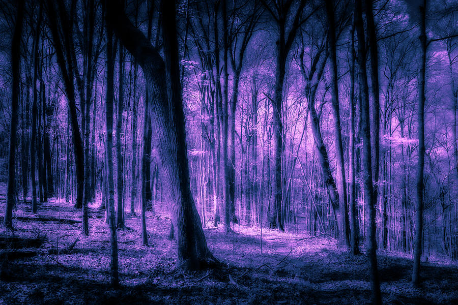 Forest Nocturne Photograph by Eric Glaser - Fine Art America