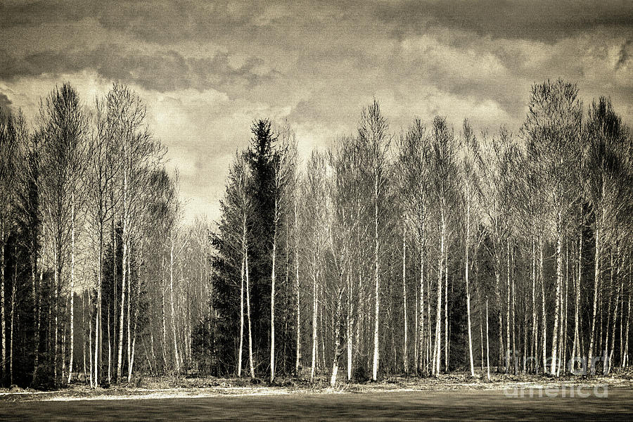 Forest of Aspens Photograph by Edmund Nagele FRPS