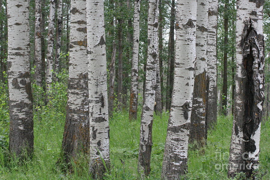 Forest of Birch Trees Photograph by Mary Mikawoz
