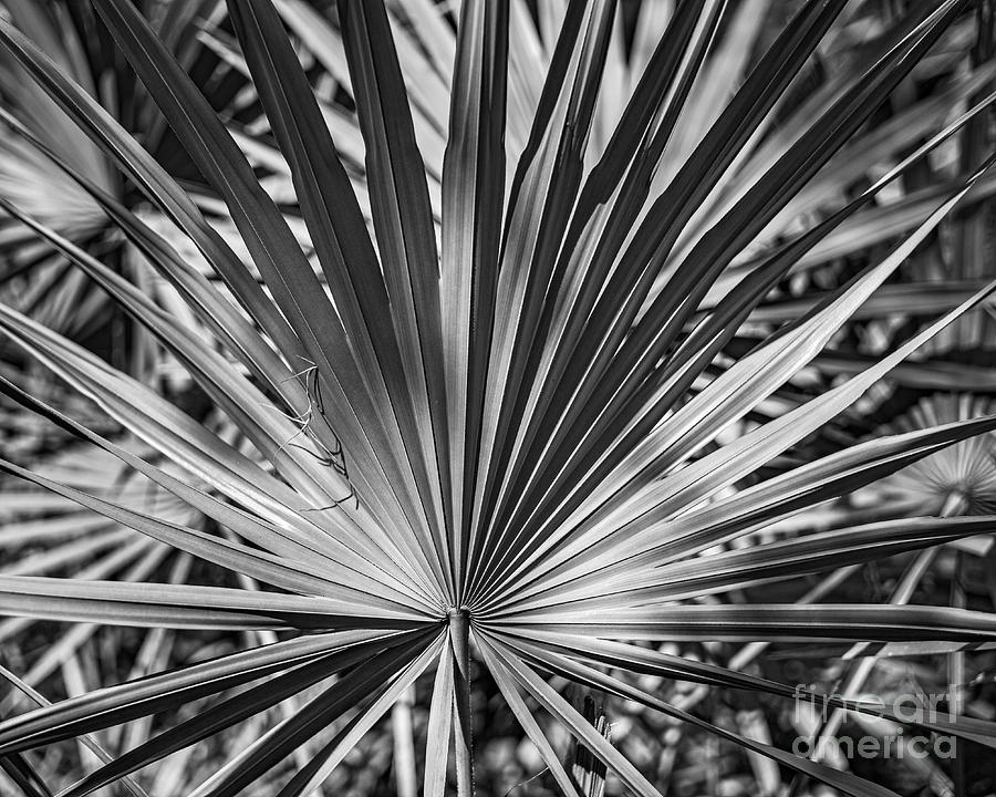 Nature Photograph - Forest Of Fans by Patrick Lynch