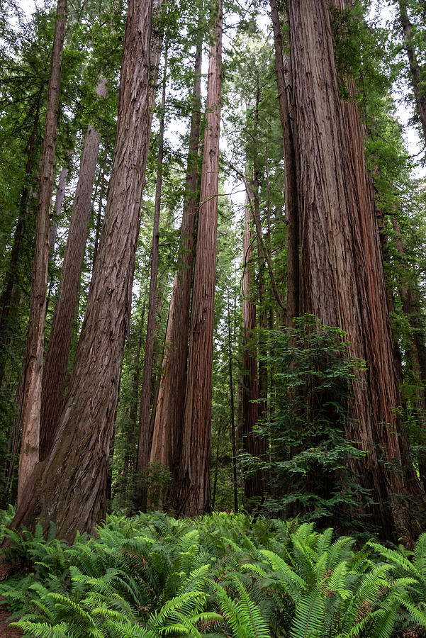 Forest of Giants Photograph by Steven Clark