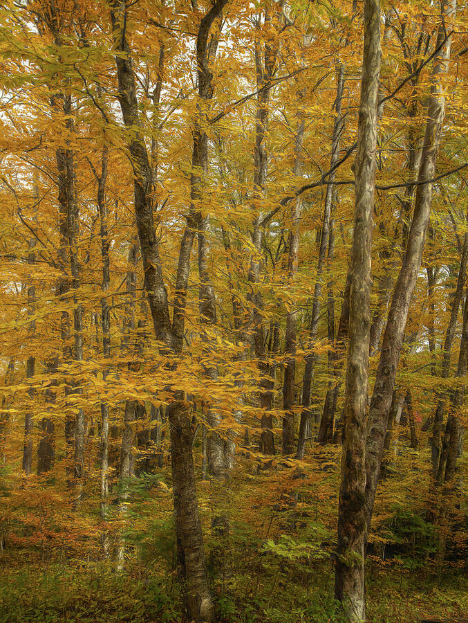 Forest Of Gold Photograph by Dodie Ross Forest Of Gold Photograph by Dodie Ross
