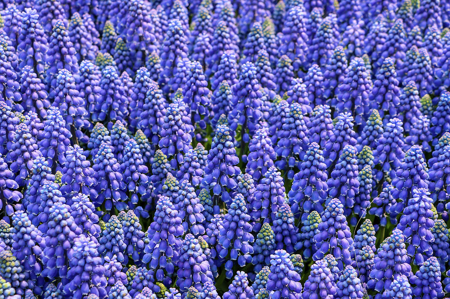 Forest of Grape Hyacinths Photograph by Dawn Richards