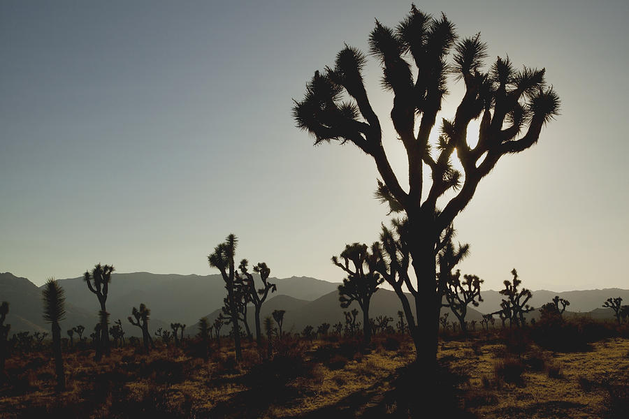 Forest of Joshua Trees silhouetted against mountains and a dark sky at dusk Photograph by Timothy Hearsum