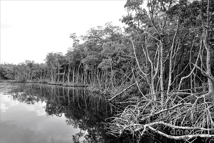 Forest of Mangroves Black and White Photograph by Mesa Teresita