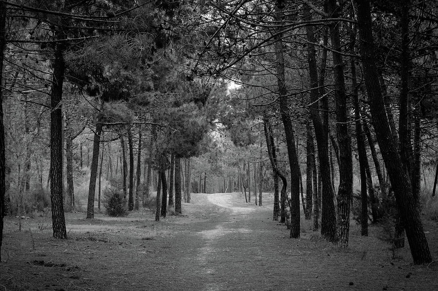 Forest of Monte Gordo in Monochrome Photograph by Angelo DeVal