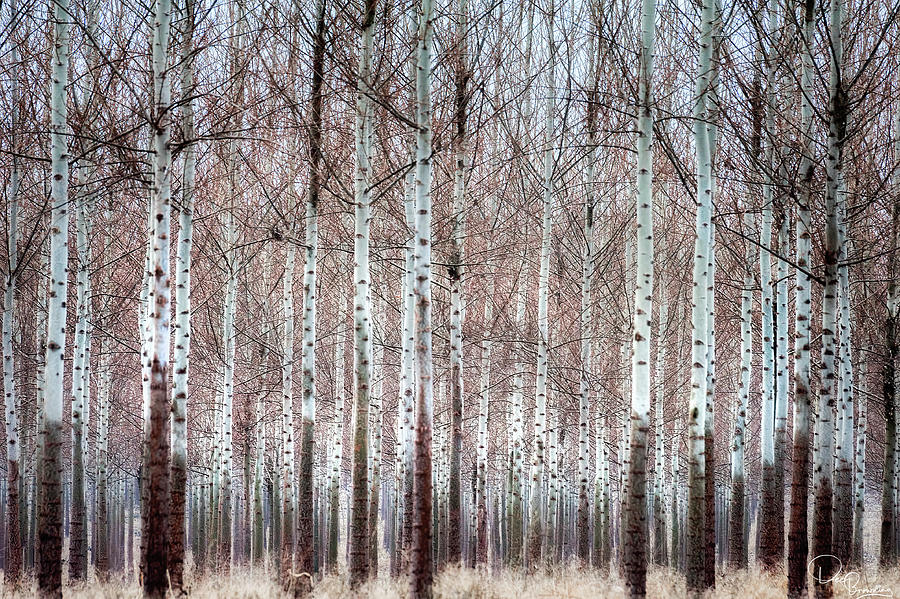 Forest of Paper Birch Photograph by Dee Browning