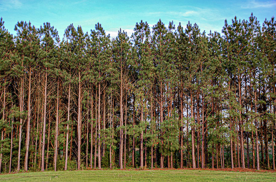 Forest of Pines Photograph by Linda Segerson