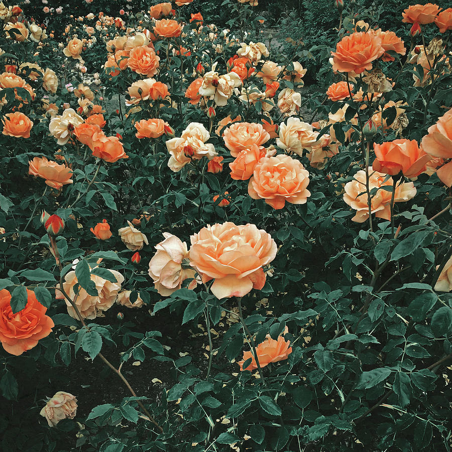 Forest of Roses Photograph by Cassia Beck - Fine Art America