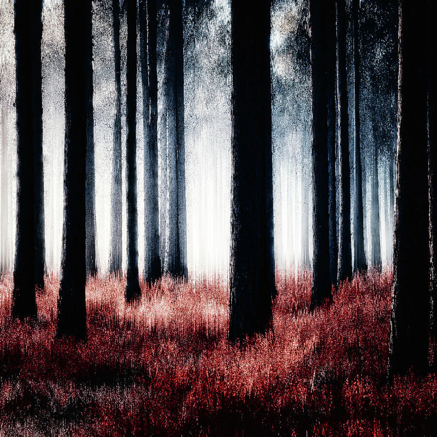 Forest of Shadows Photograph by James DeFazio