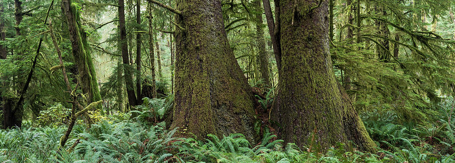 Forest Panorama by Robert Potts Forest Panorama by Robert Potts
