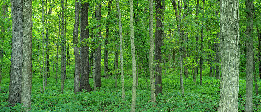 Forest Panorama Photograph