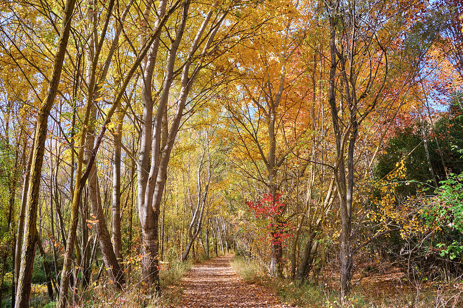 Landscape Photograph - Forest path. Autumn dreams.  Sierra Nevada National Park  by Guido Montanes Castillo