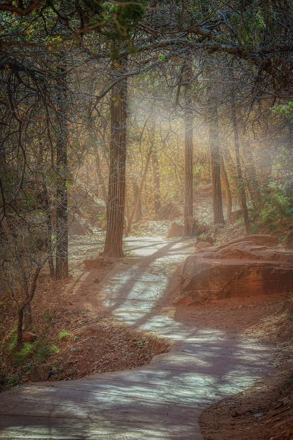 Forest Path Photograph by Bill Frische