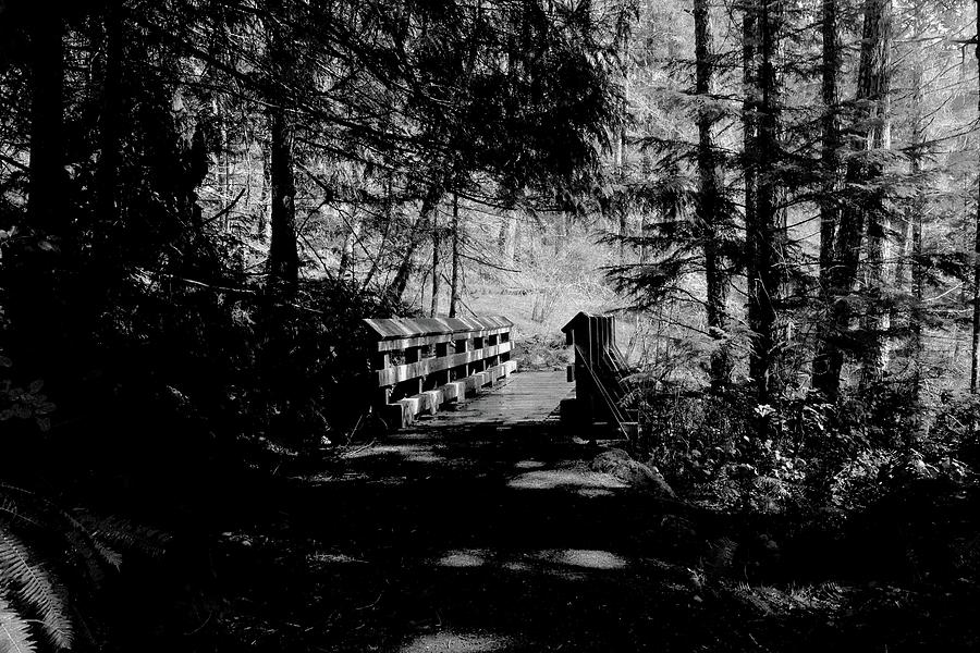 Forest Path Bridge In Black And White Photograph by Ian Baird