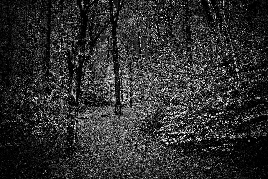 Forest Path In Black And White Photograph by James DeFazio - Fine Art ...