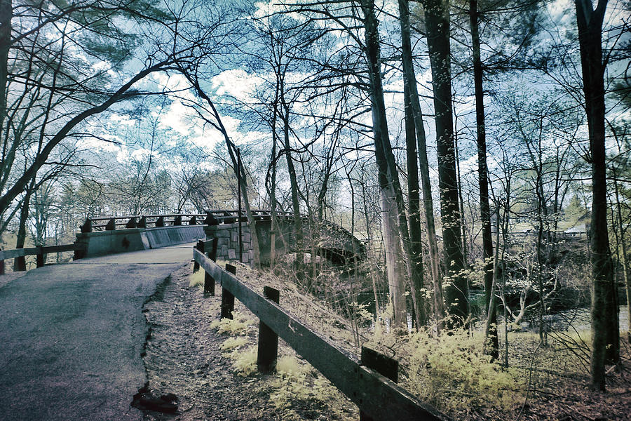 Forest Path In Spring Photograph