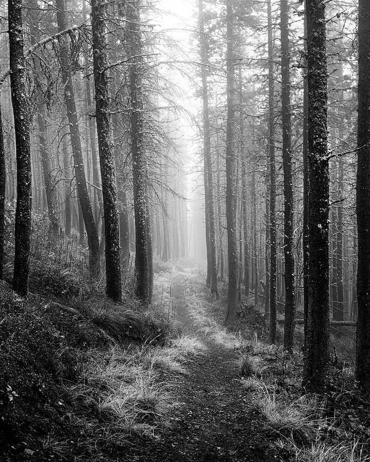 Forest Path Photograph by Lee Doyle - Fine Art America