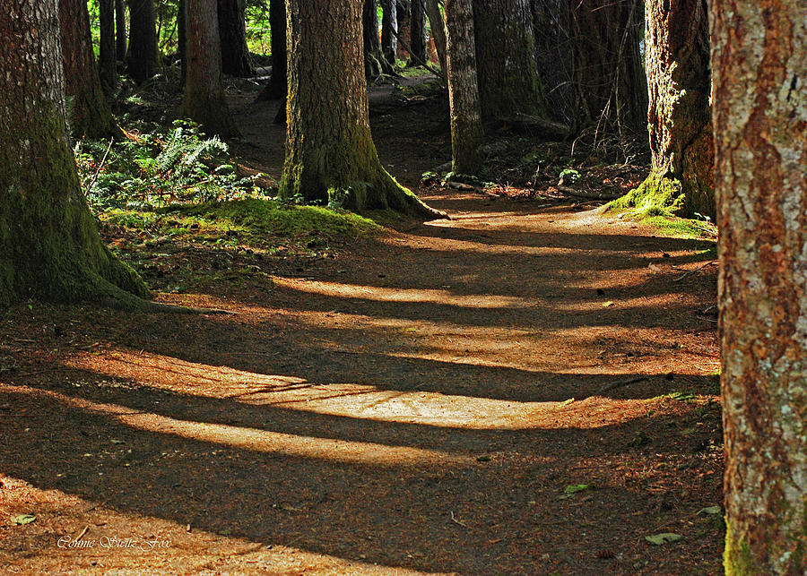 Forest Path - Olympic National Park Photograph by Connie Fox