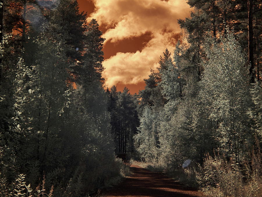 Forest path under the Martian sky Photograph by Jouko Lehto