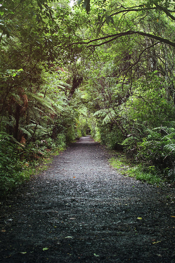 Forest Pathway Photograph by Riley Hunt | Fine Art America