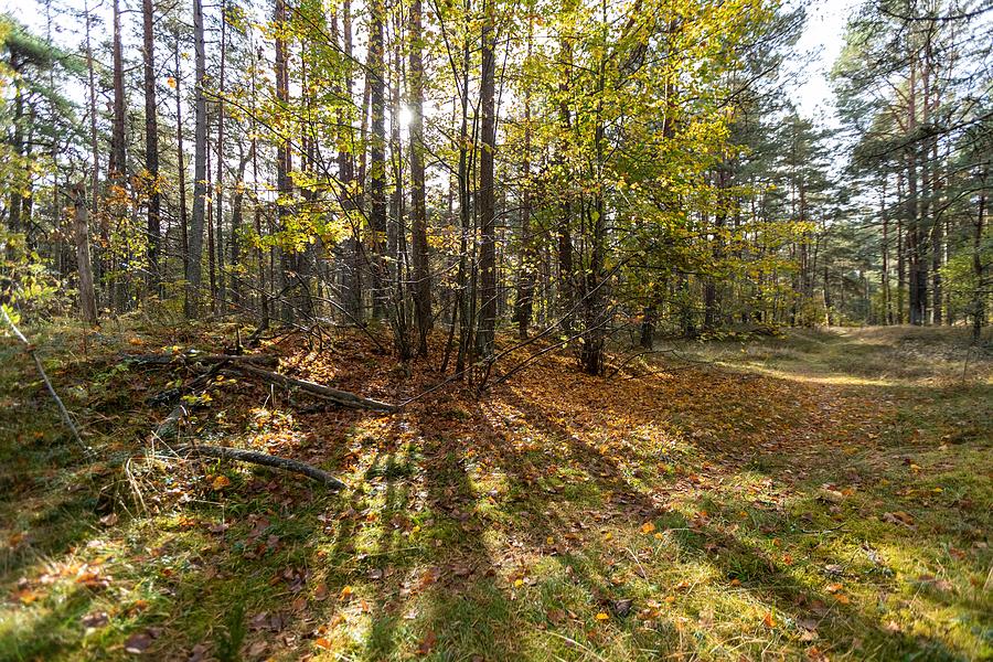 Forest Photography in Fall Jurmala  Photograph by Aleksandrs Drozdovs
