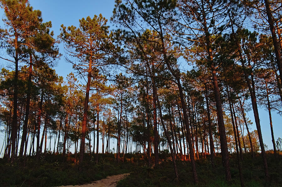 Forest pine trees at sunset Photograph by Angelo DeVal