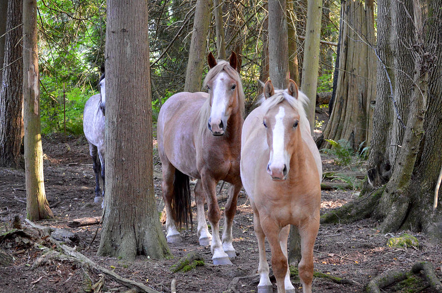 Forest Ponies Photograph by Listen To Your Horse