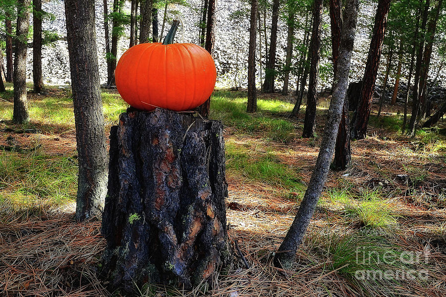 Forest Pumpkin Surprise Photograph by Lauren Leigh Hunter Fine Art Photography