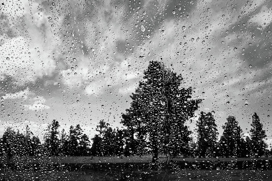 Forest Rain Photograph by Bonny Puckett