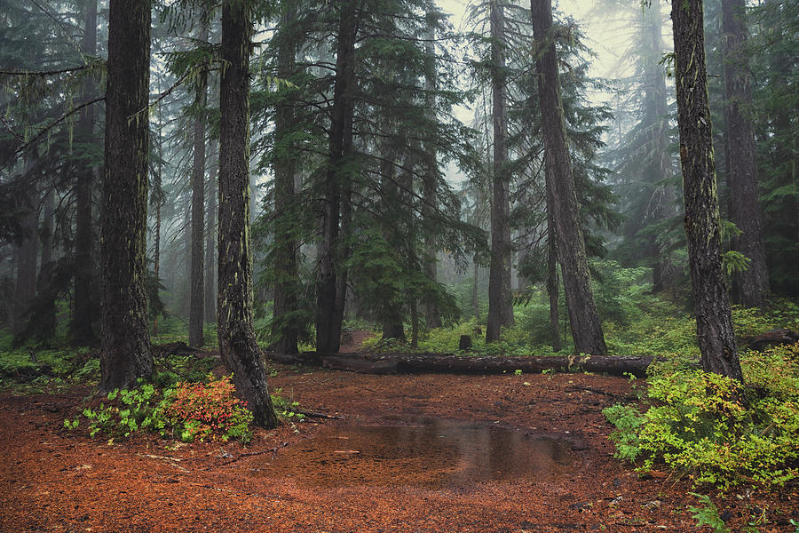 Forest Rain Photograph by Jason Roberts