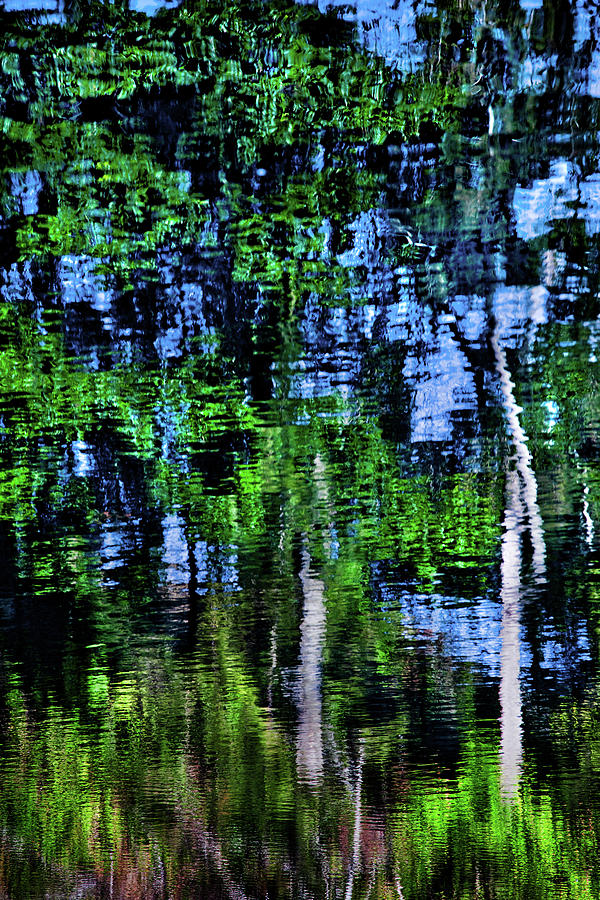 Tree Photograph - Forest Reflections by Az Jackson