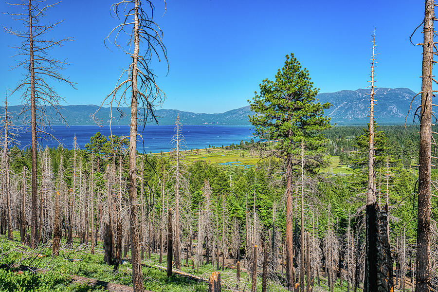 Forest Renewal at Lake Tahoe Photograph by Ron Long Ltd Photography