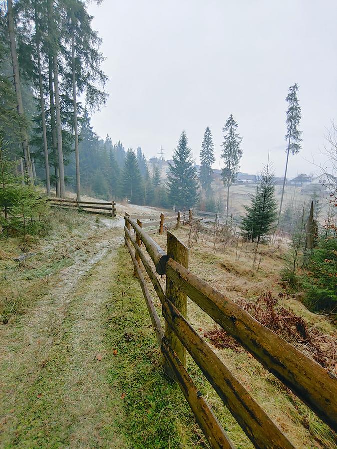 Forest Road and Wooden Fence Photograph by Alex Mir